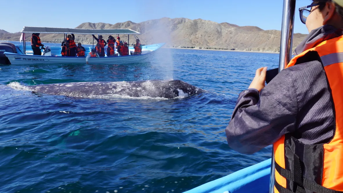 Ballena Gris Puerto Chale Baja California Sur