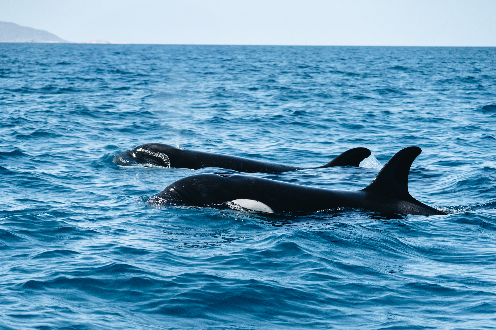 Sea Safari Norte tour, La Paz