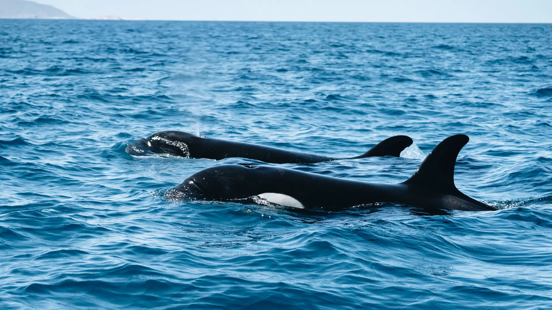 Tour Sea Safari Norte, La Paz