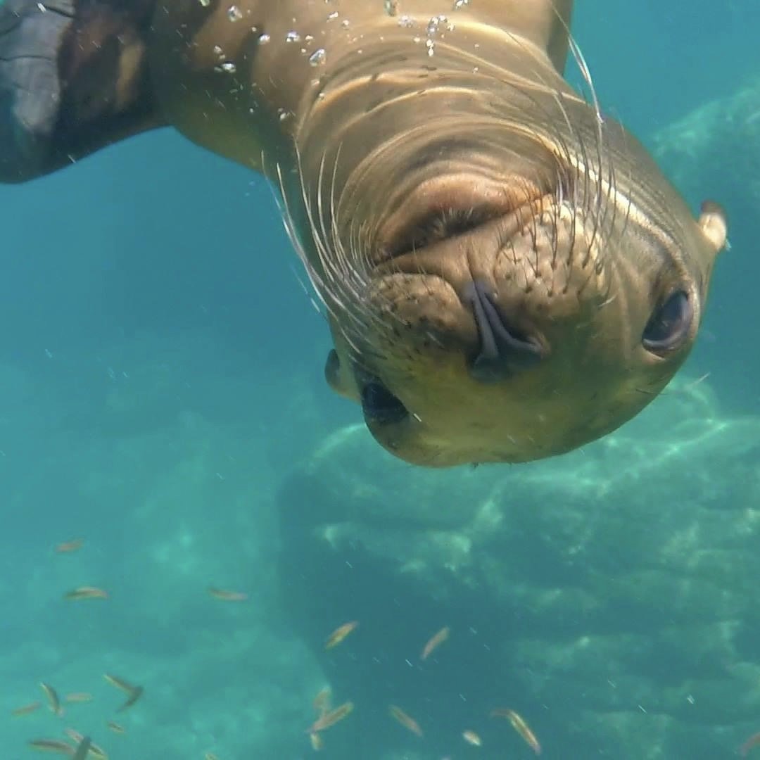 Isla Espíritu Santo tour, La Paz