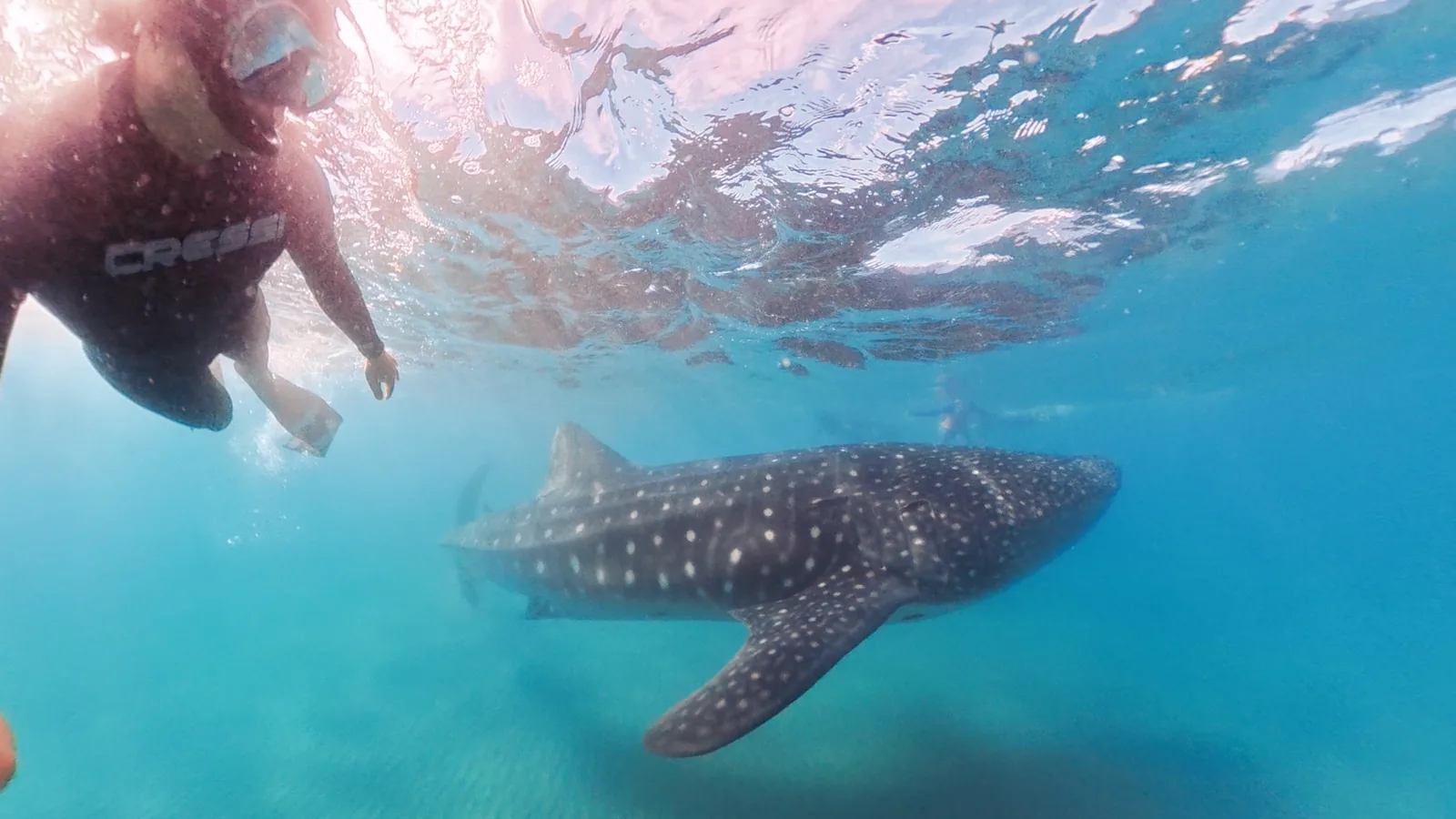 Experiencia Tiburón Ballena, La Paz