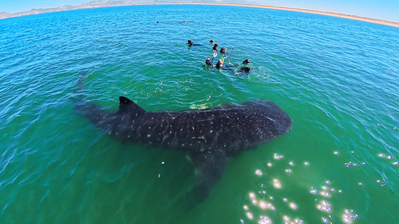 Snorkelistas con un Tiburón Ballena en la Bahía de La Paz, vista desde arriba